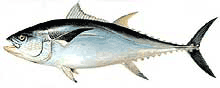 Atún
